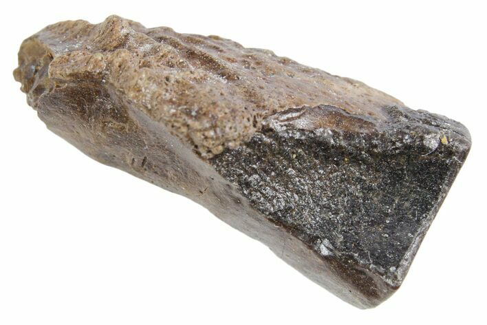 Fossil Triceratops Shed Tooth - Wyoming #358319